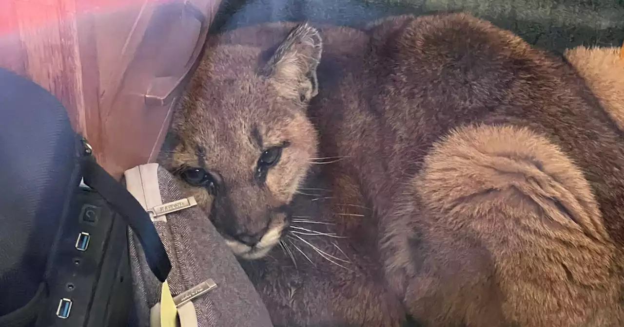 Cougar wanders into California classroom — one official thought it was a seniors' prank