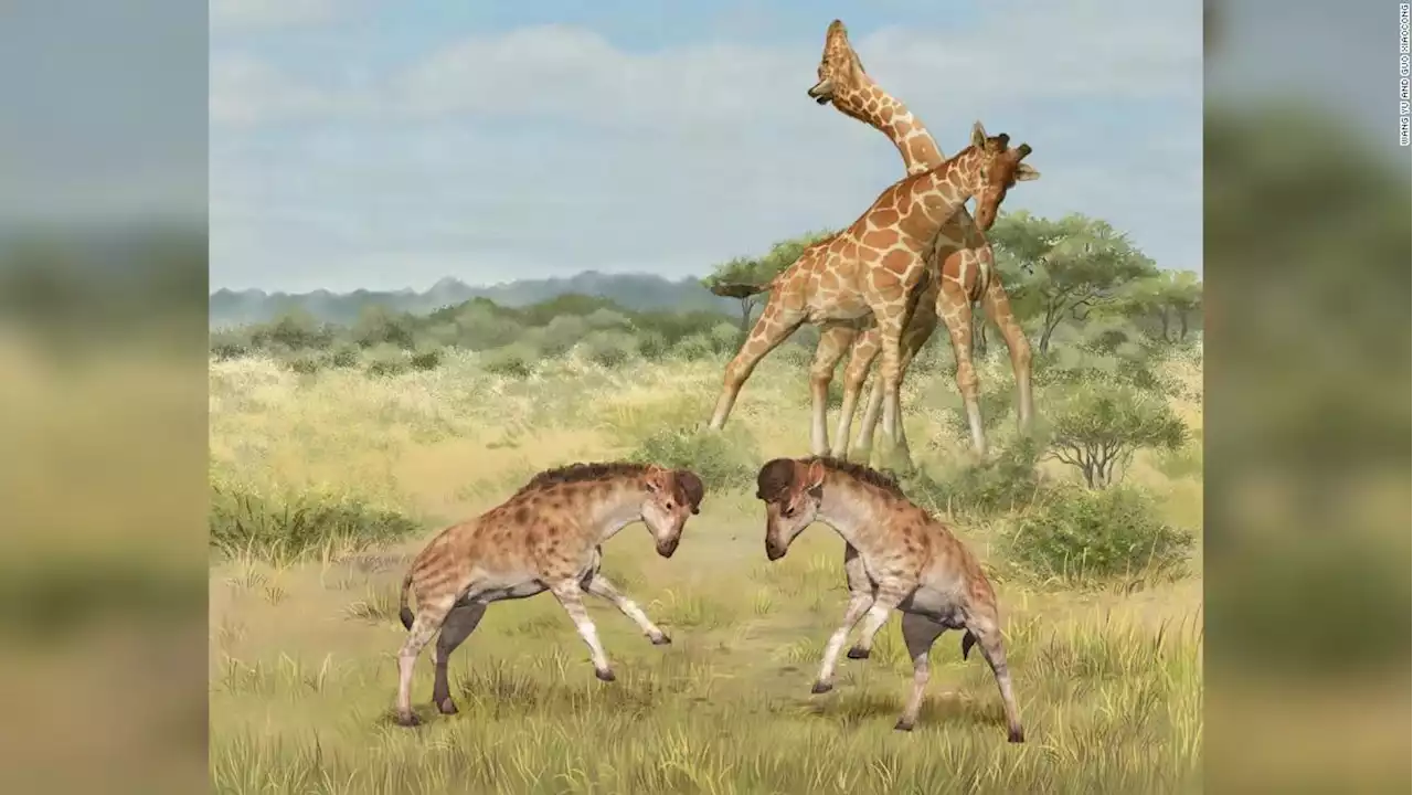 Extinct headbutting relative reveals how the giraffe grew a long neck