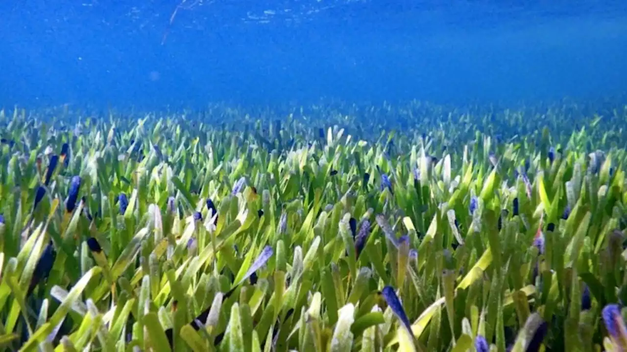 The world's largest plant is a 112-mile-long seagrass in Australia