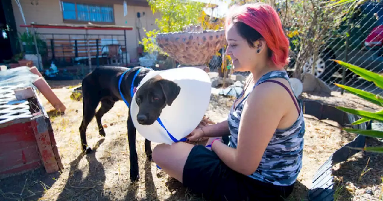 Pima Animal Care Center launches new foster program, offers financial assistance