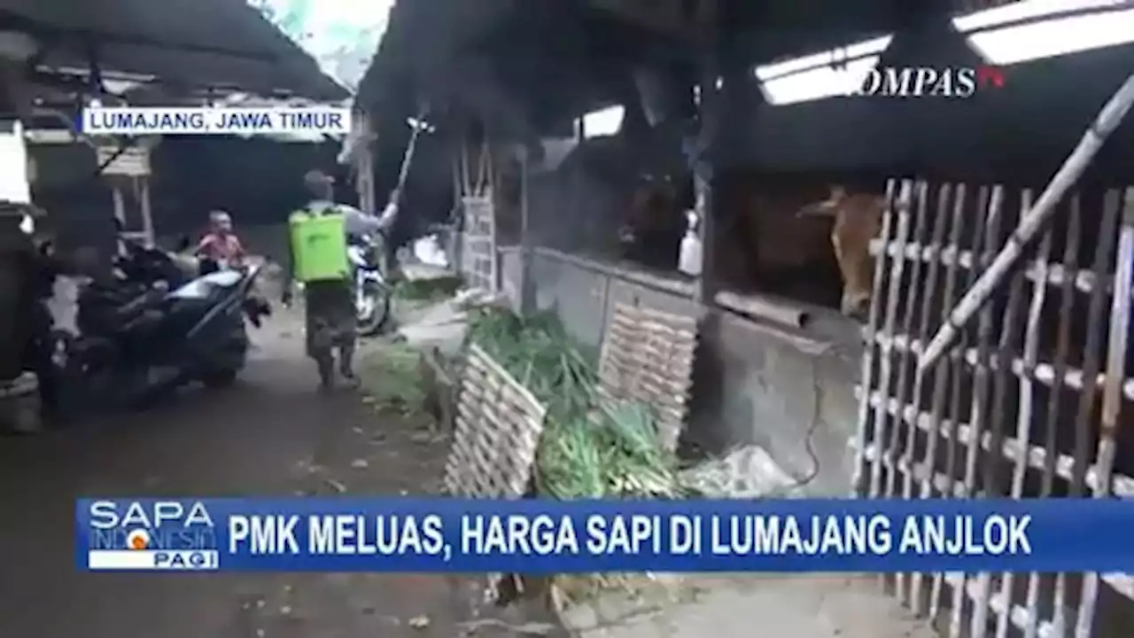 Imbas Wabah PMK, Harga Sapi di Lumajang Jawa Timur Anjlok