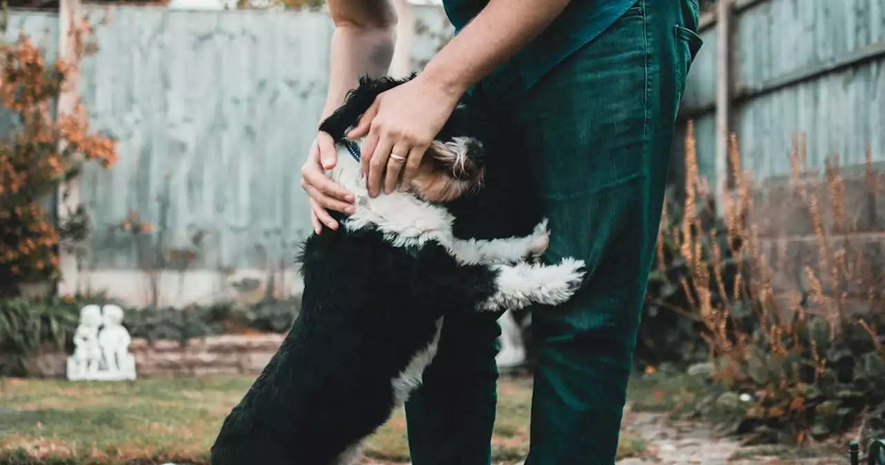 Día Nacional del Perro: la mascota preferida entre los argentinos | Ciudadanos | La Voz del Interior