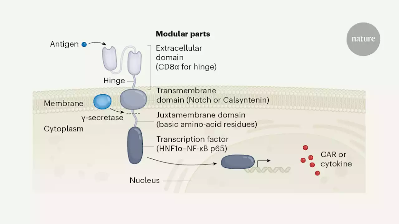 Designer protein circuits enable safe cancer immunotherapy