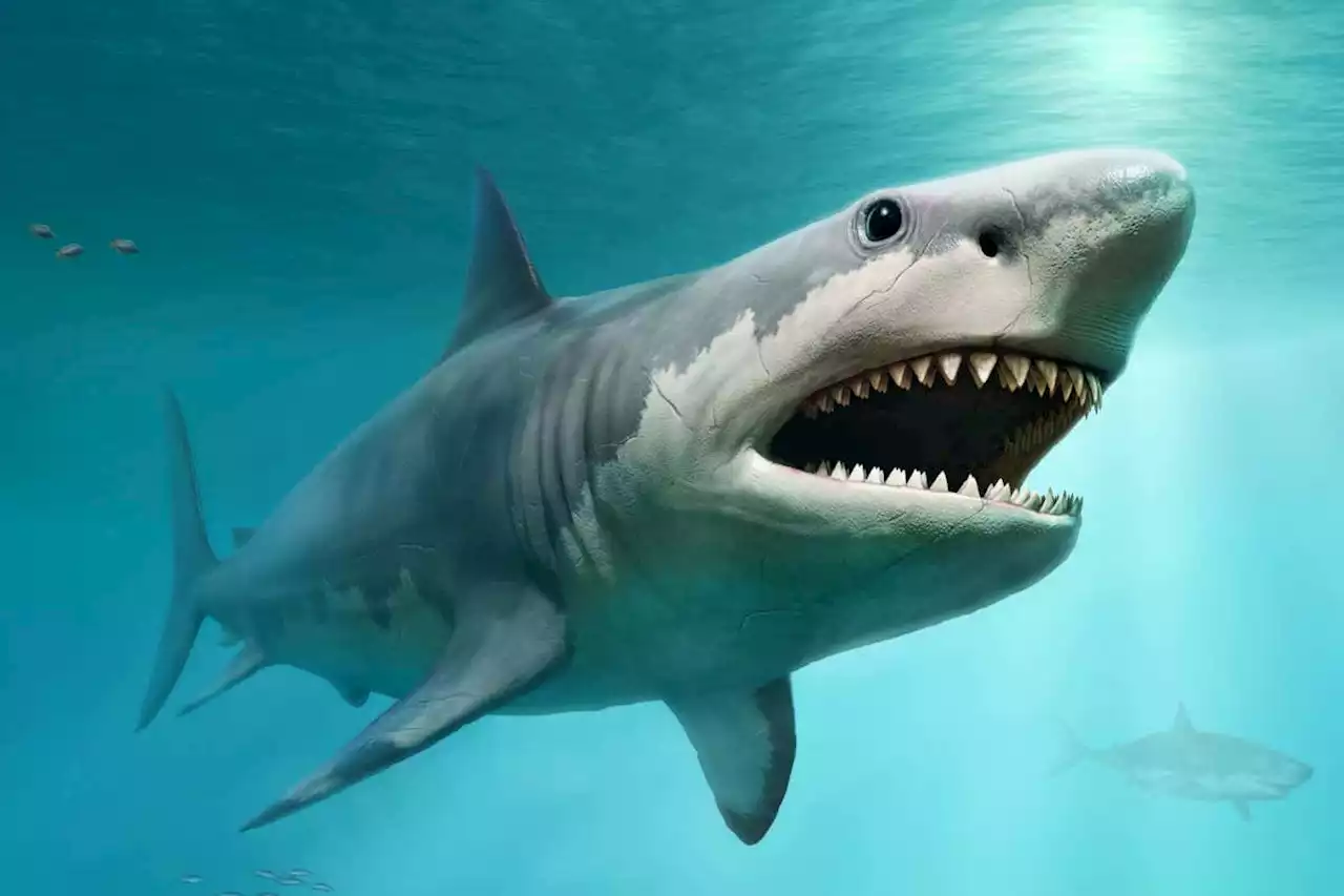 Megalodon vs great white: New clues to demise of world’s largest shark