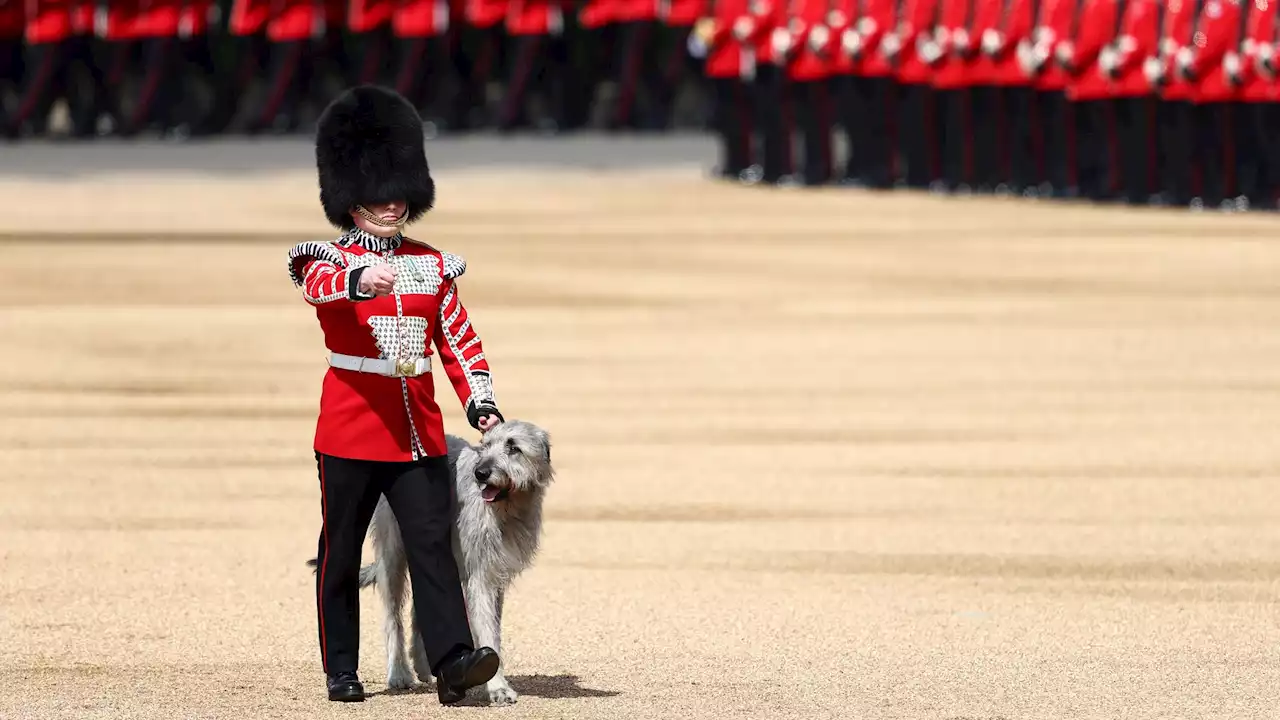 Thronjubiläum der Queen: Hund ist heimlicher Star der Parade