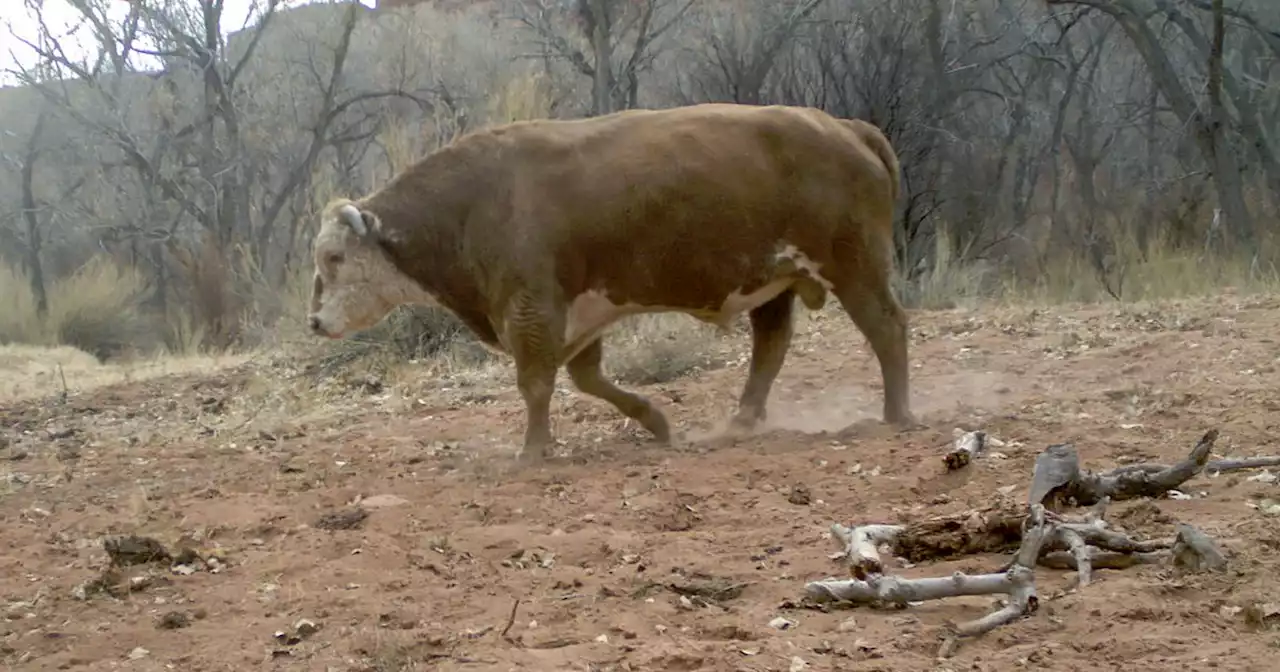 How a few feral cows are creating big headaches in Utah