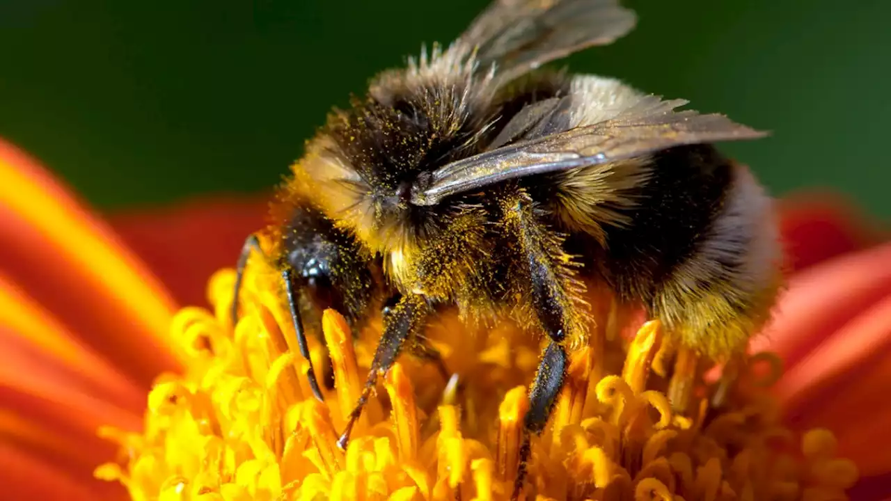 Glyphosat beeinträchtigt Hummeln