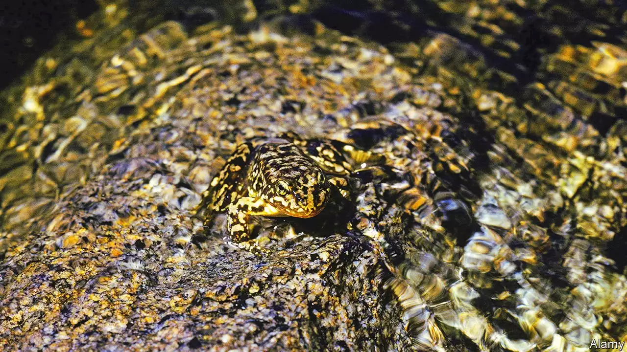 The health-giving benefits of Jacuzzis—for frogs