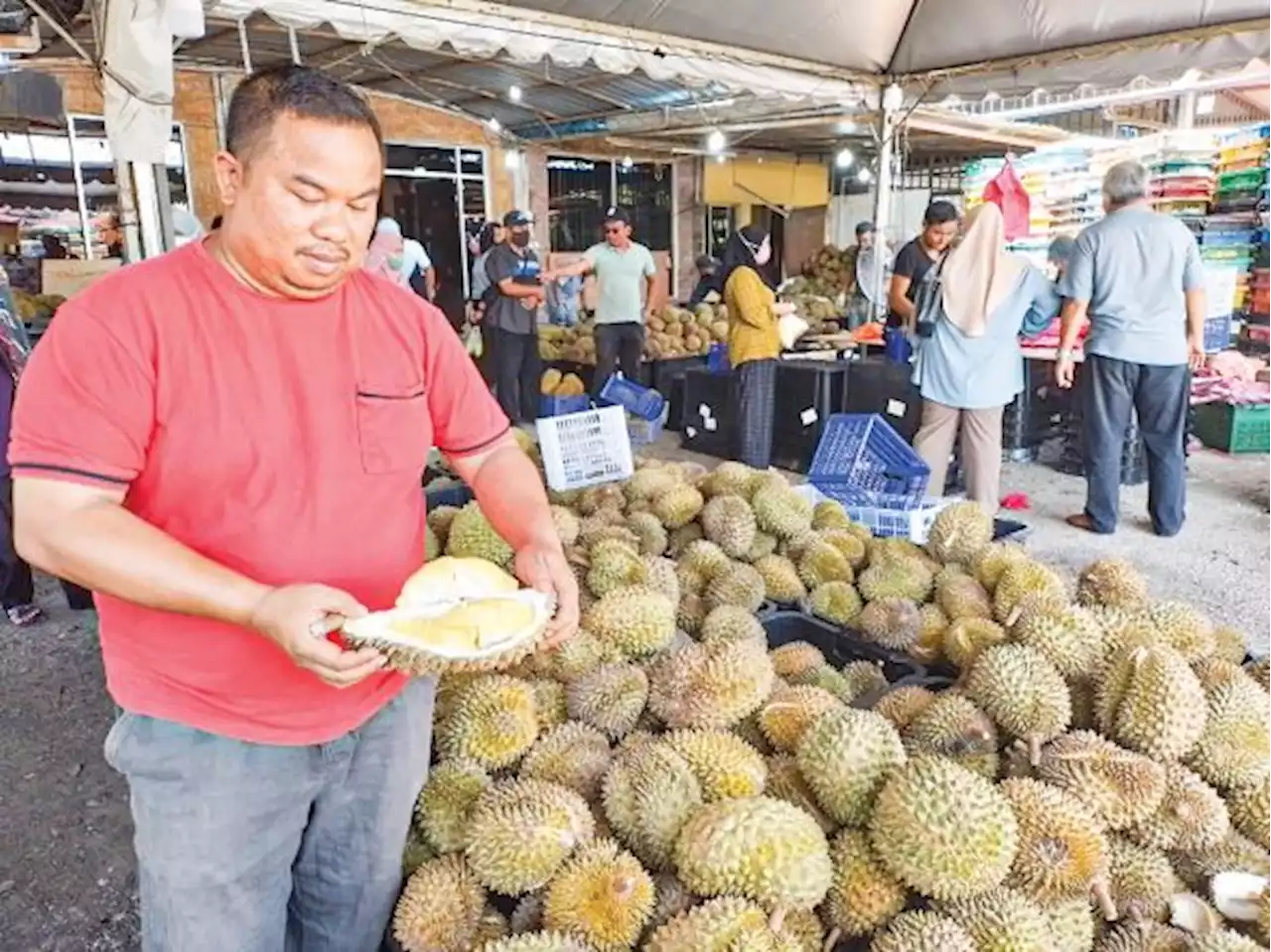 15,000 biji durian tembaga murah di Seremban