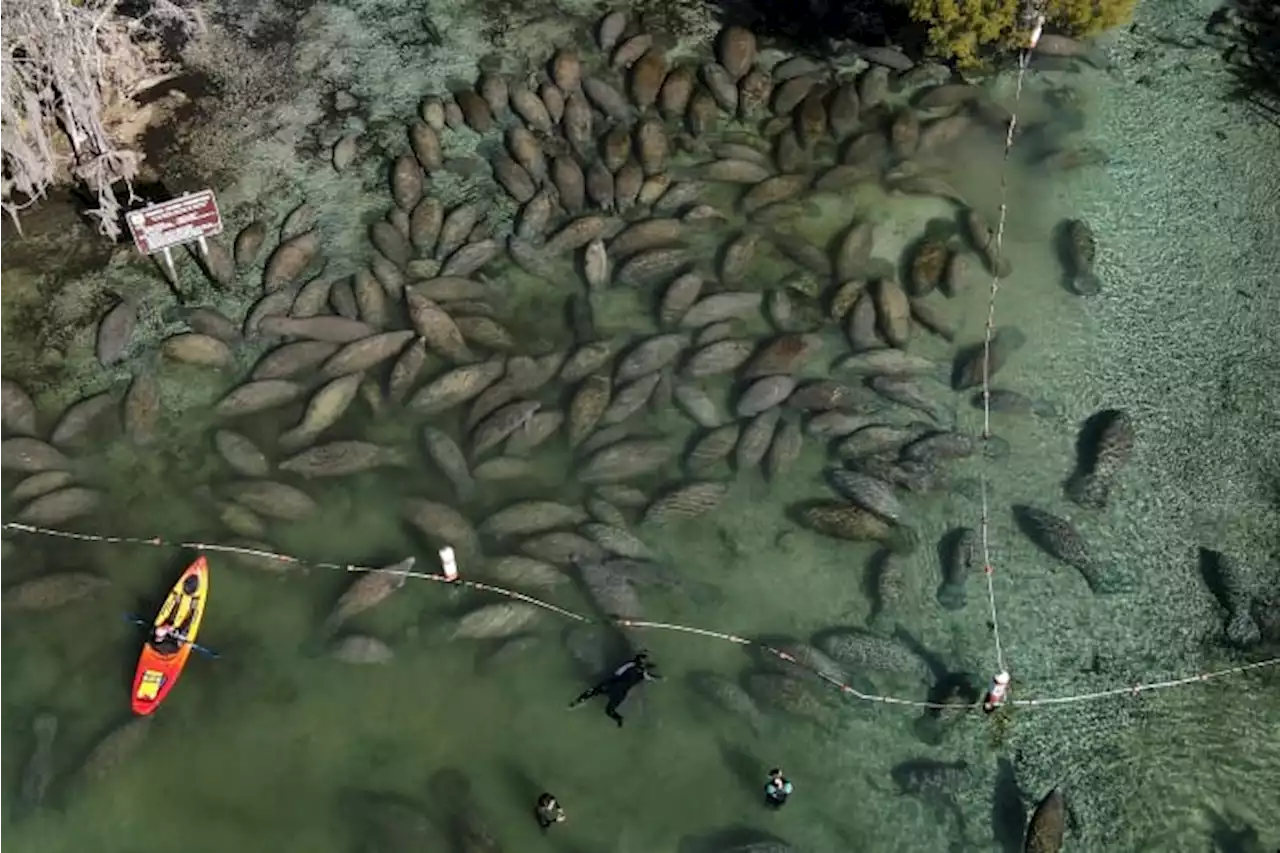 US agrees to update critical habitat for Florida manatees