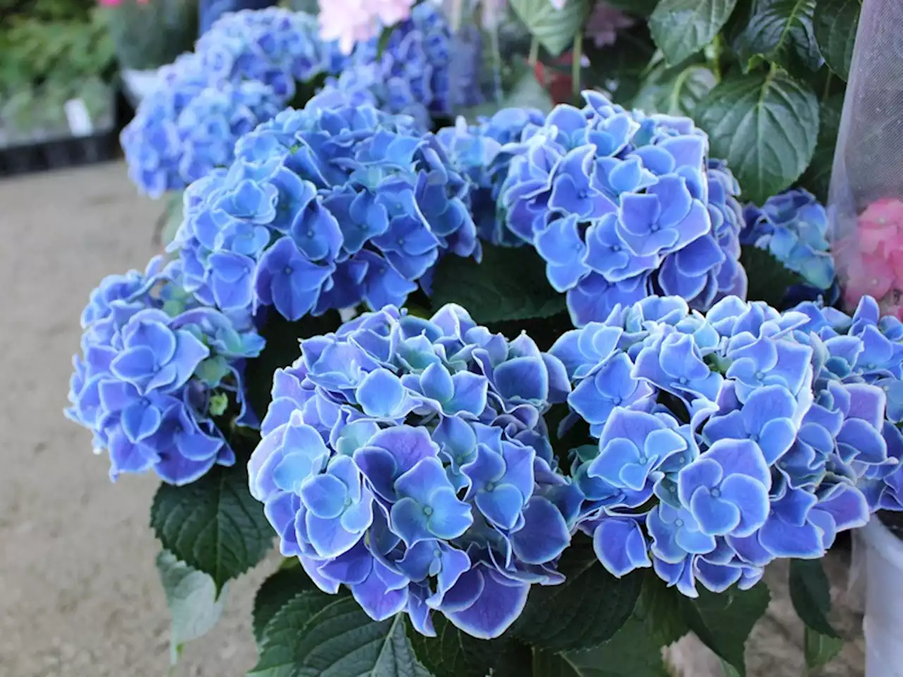 来年も花を咲かせるには？ フラワーアーティストに教わる鉢植えの紫陽花の育て方