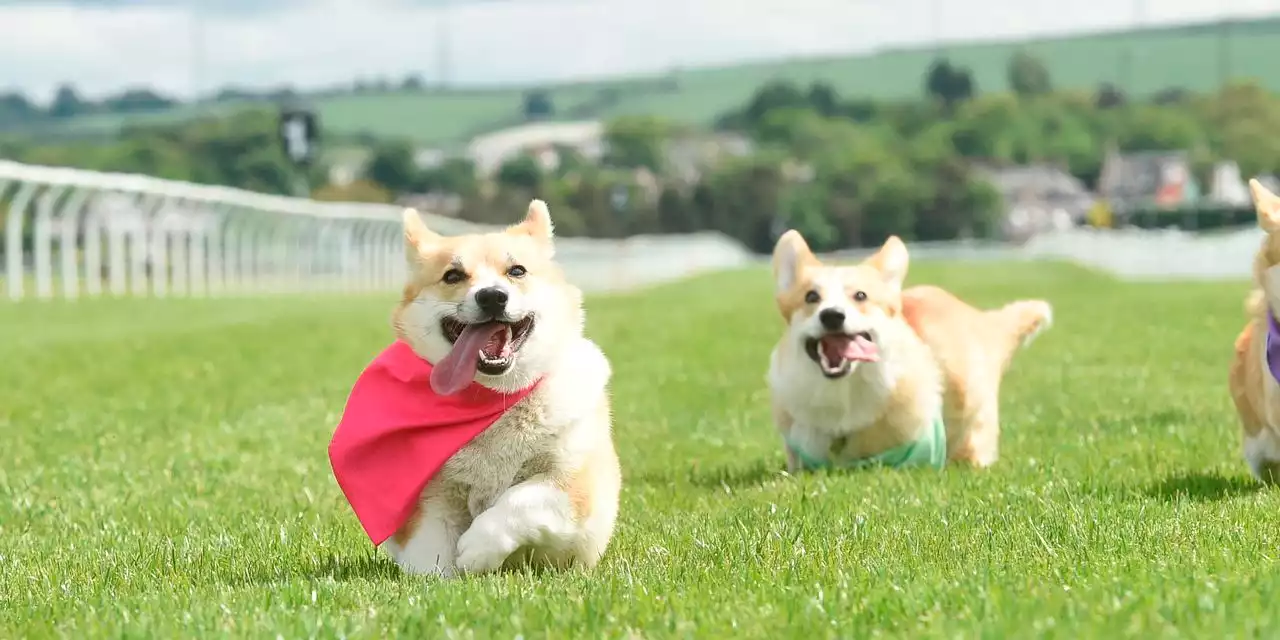 It’s Queen Elizabeth’s Platinum Jubilee. Time for a Corgi Derby.