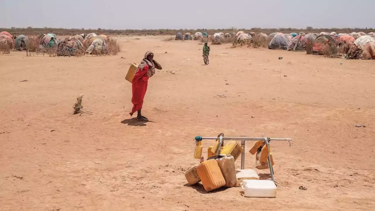 Malnutrition, animal attacks on the rise as Horn of Africa experiences severe drought