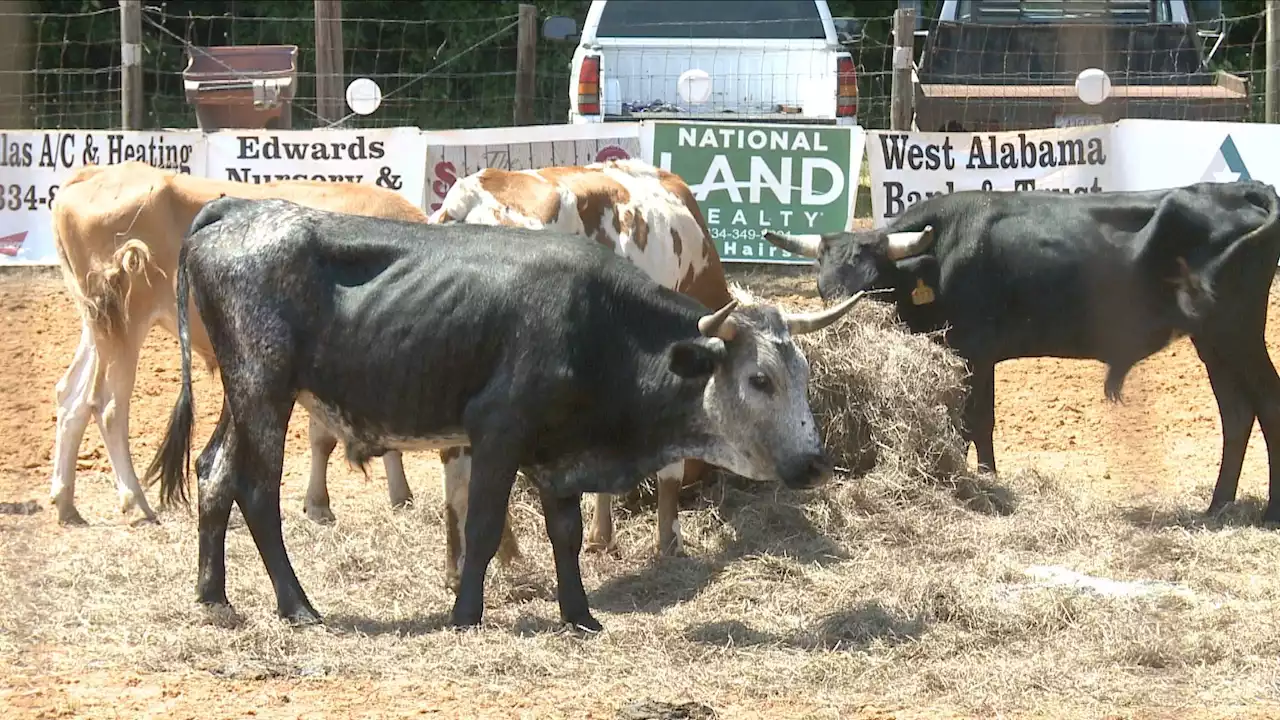 Marion Rodeo Provides Economic Boost - Alabama News