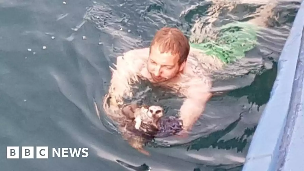 Meerkat rescued after jumping into sea