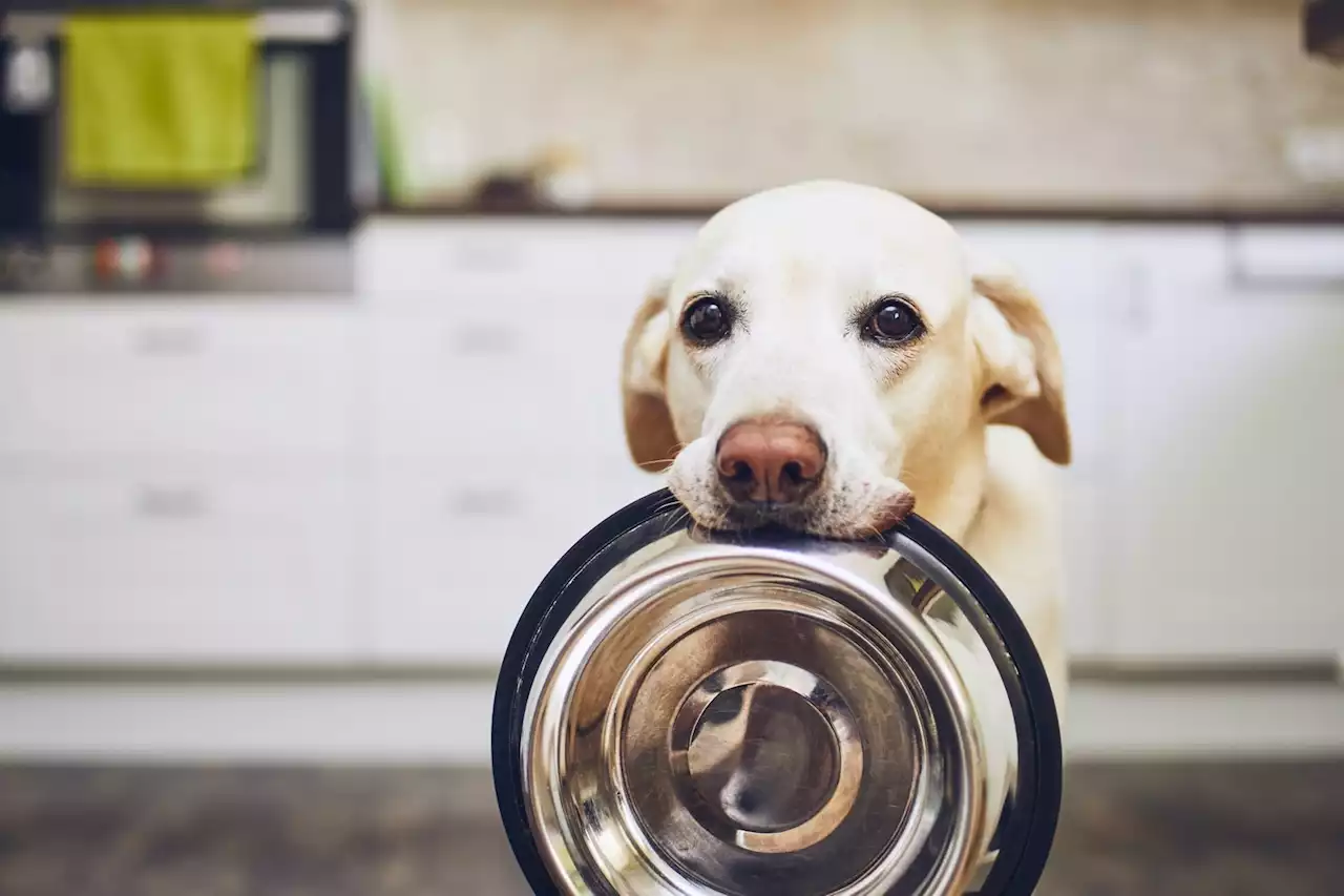 Urgent pet food recall: Stop feeding this dangerous food to your dog immediately