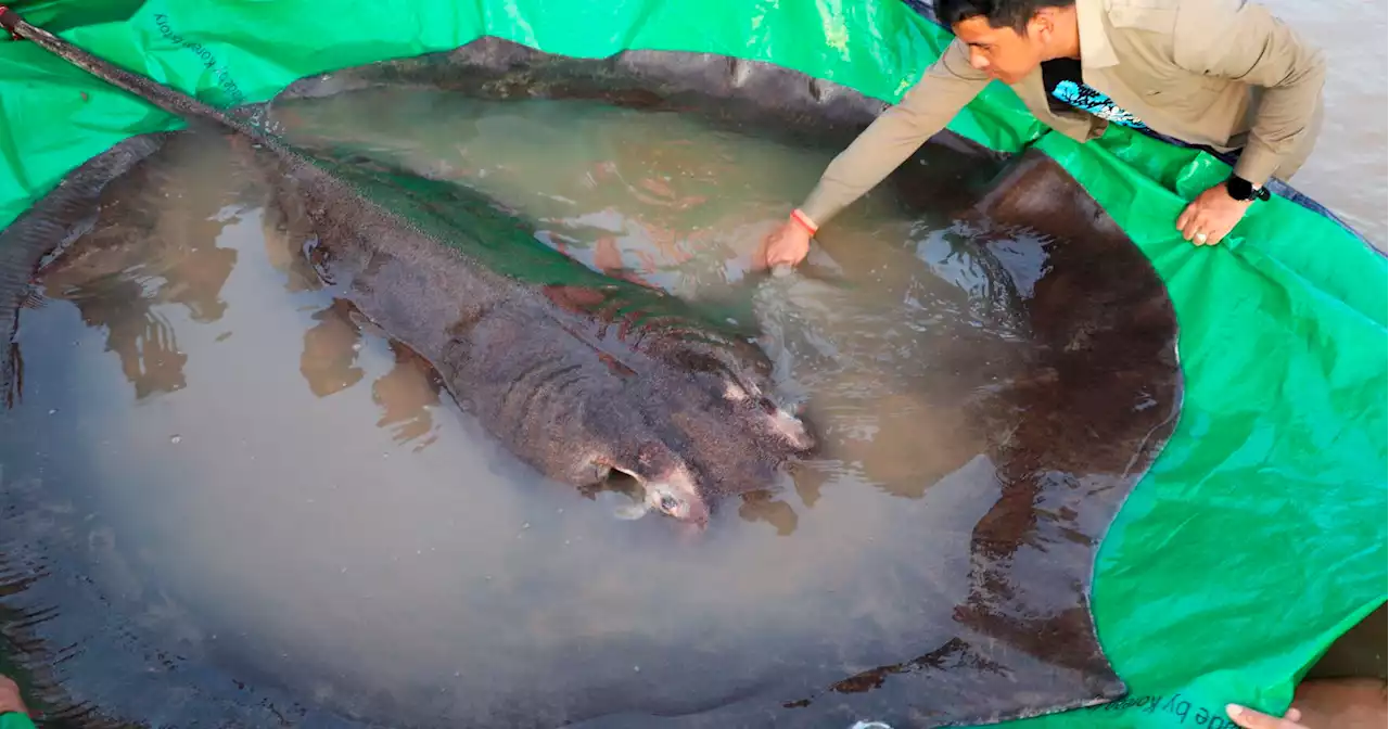 Watch now: World's largest recorded freshwater fish caught in Cambodia