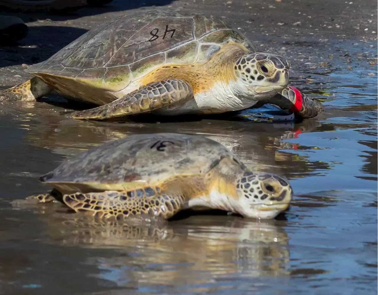 As sea turtles nest in Galveston, researchers wonder what beach is best