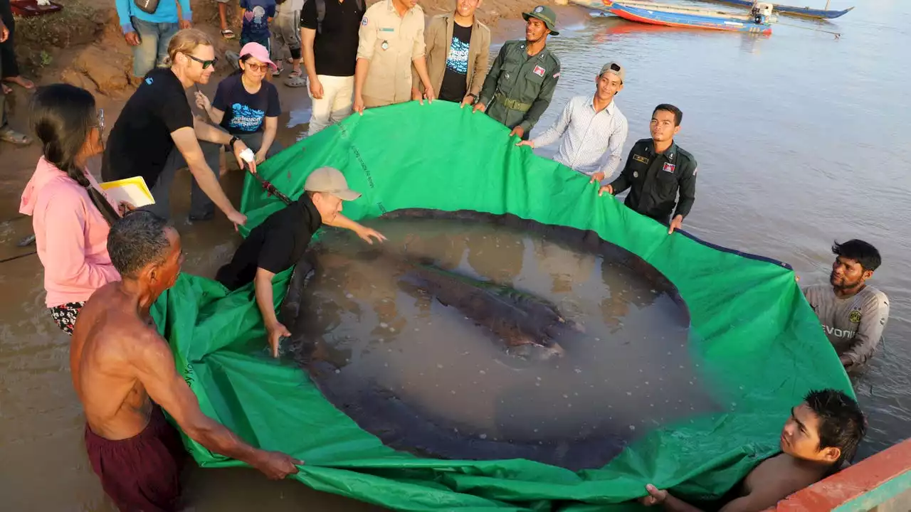 World's largest recorded freshwater fish: 660-pound stingray caught in Cambodia