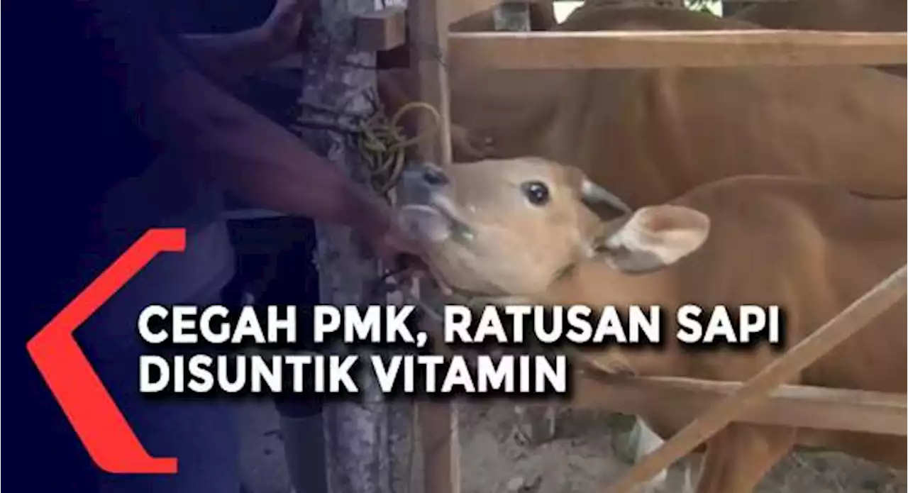 Cegah Penyebaran PMK, Ratusan Sapi Disuntik Vitamin