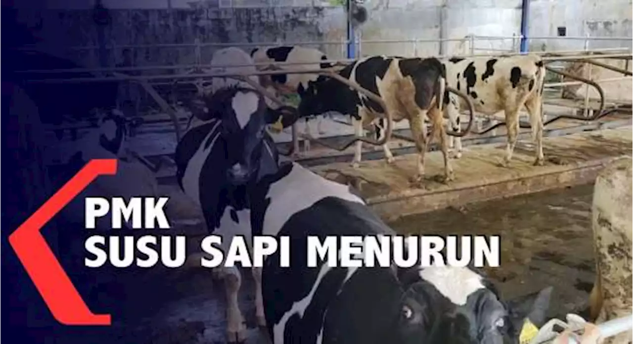 Produksi Susu Sapi Turun Akibat PMK