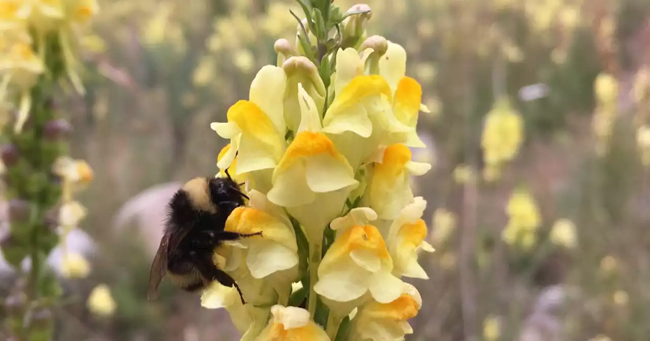 Survey of California bumble bees fails to detect 8 species historically found in the state