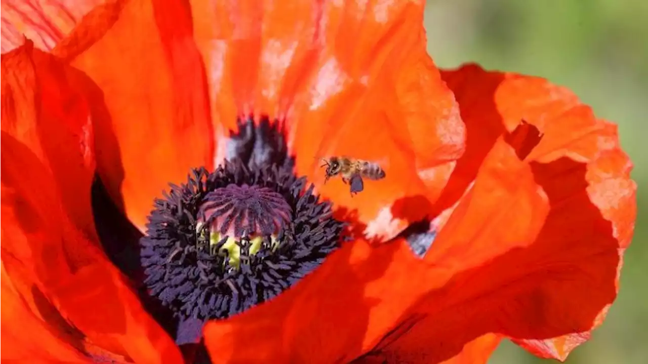 Experte: Bienen sorgen selbst für Abkühlung