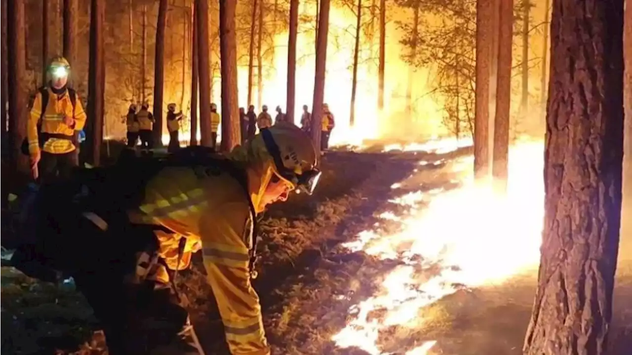 Waldbrände in Brandenburg: Hoffen auf Regen und Gewitter