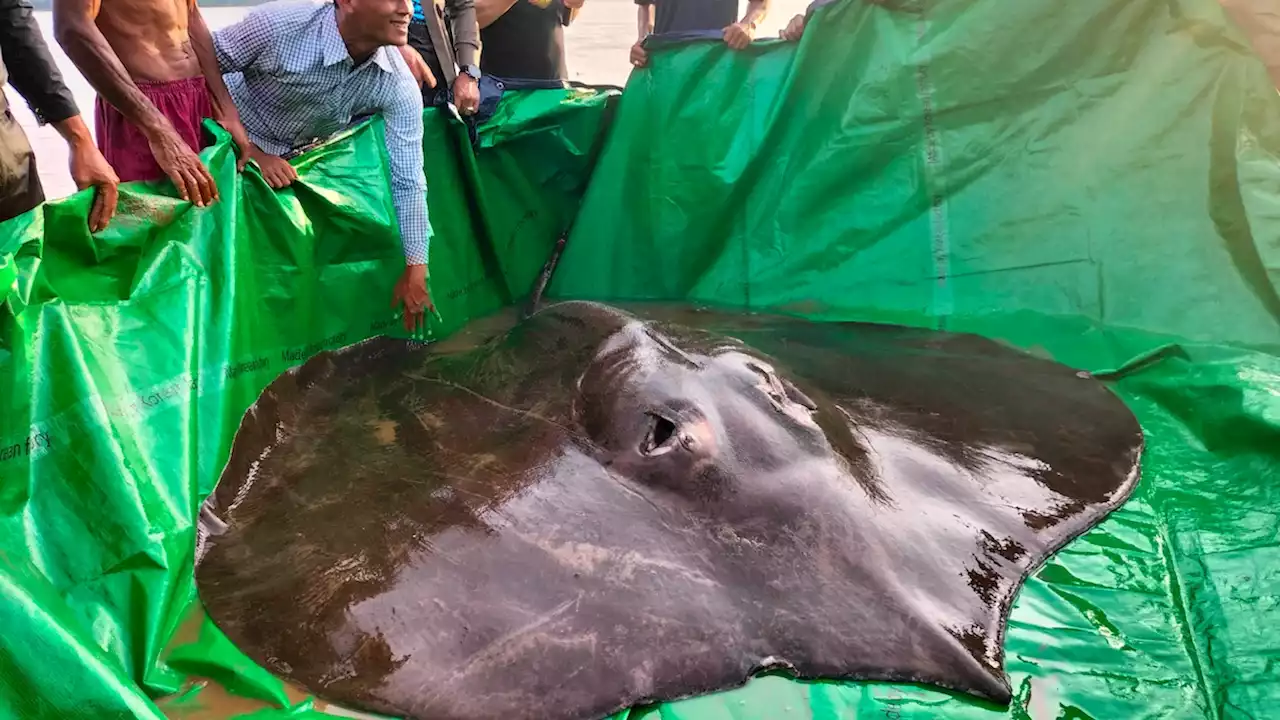 Enormous stingray sets world record for largest freshwater fish