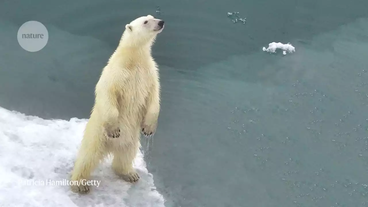 Polar bear population discovered that can survive without sea ice