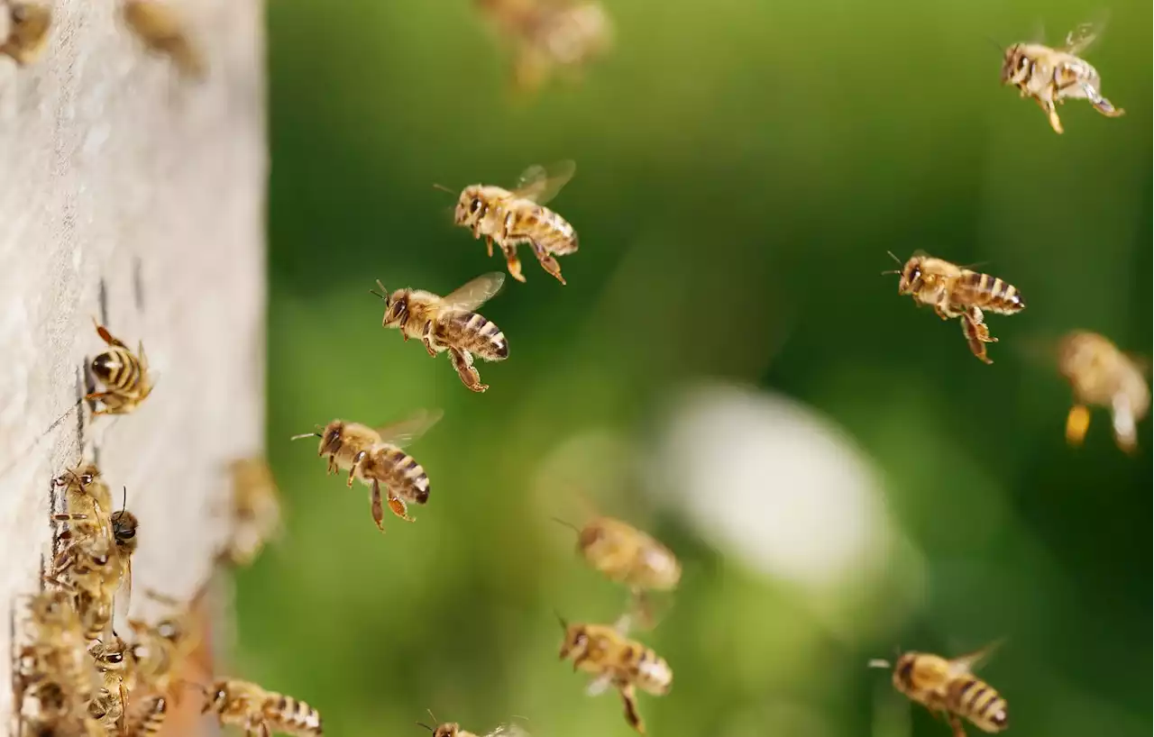 6,000 Bees Removed From Inside Wall of Omaha Couple's Home