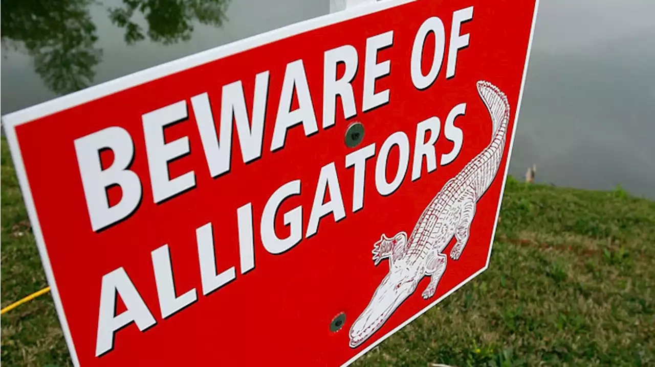 Dog Dragged Into Water, Eaten by Gator at Florida Park