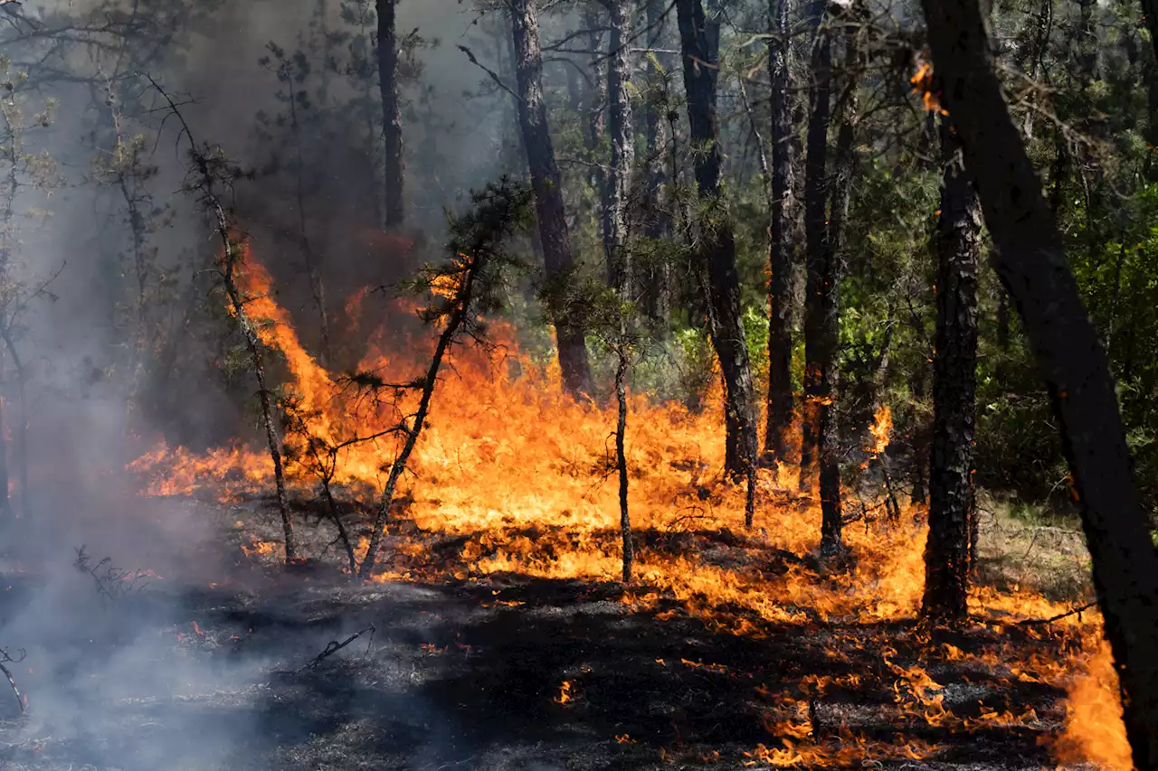 NJ Firefighters Battle Wildfire in Wharton State Forest