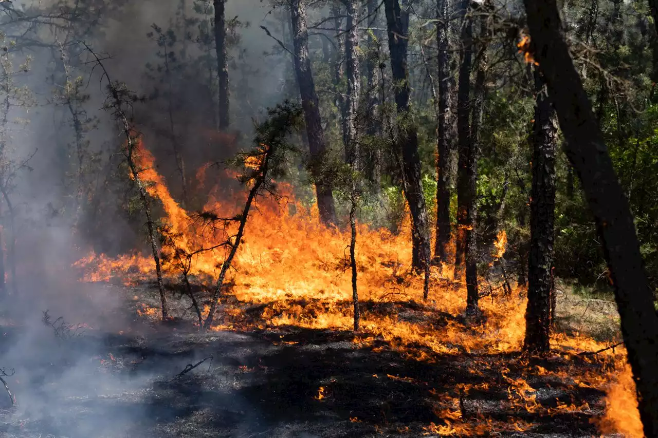 Massive wildfire spreads to more than 2,000 acres of N.J. forest