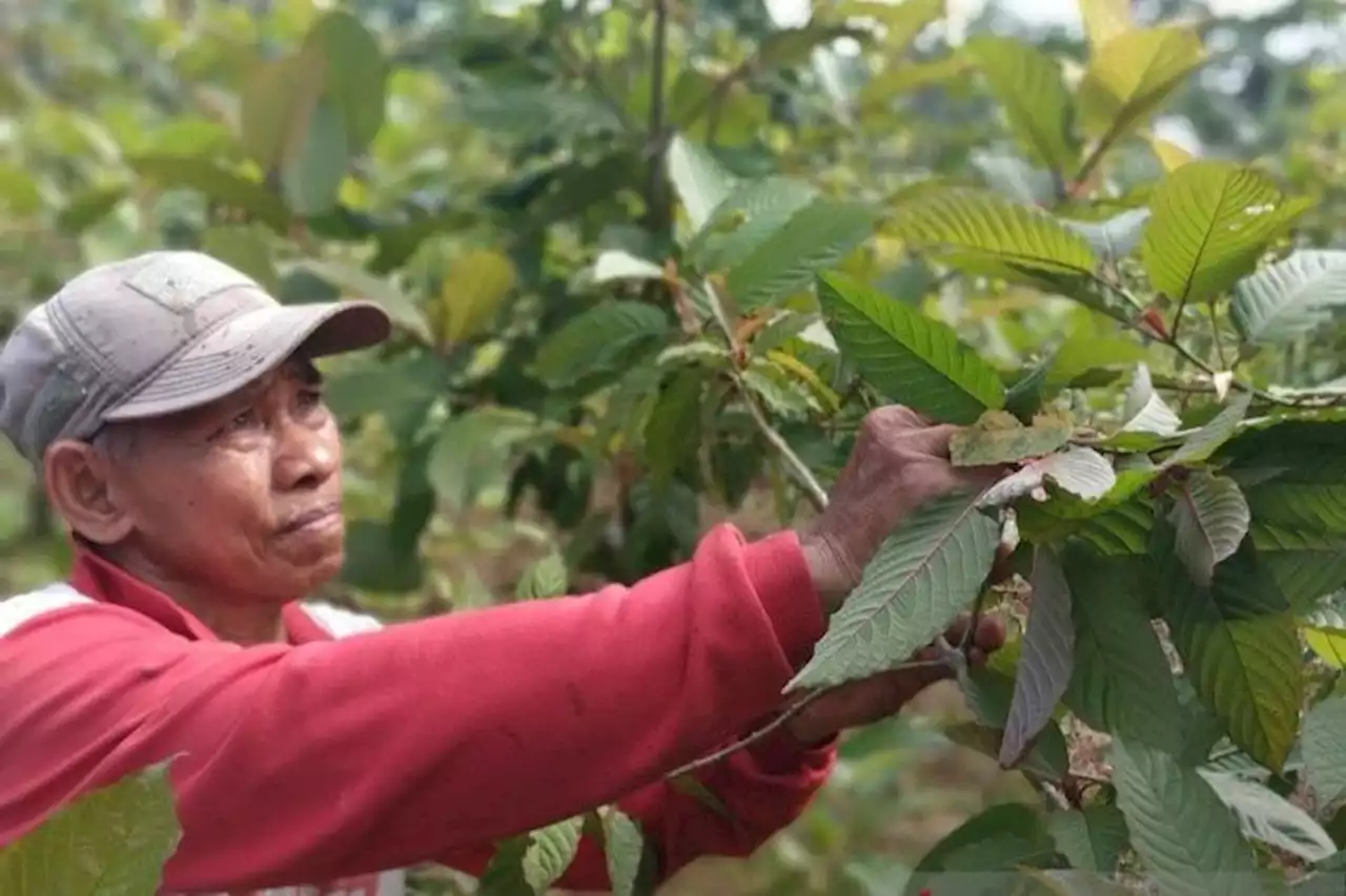 Soal Daun Kratom Masuk Narkotika Golongan 1, Kepala BNN Menjawab - Pikiran-Rakyat.com