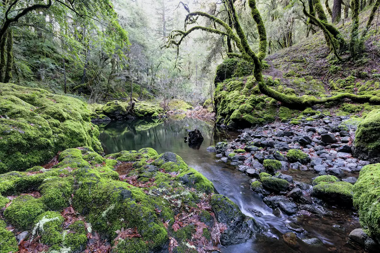 Nearly extinct species shows promising return in Bay Area creek