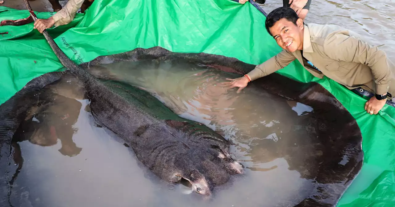 Man hooks largest freshwater fish on record : A 661-pound sting ray