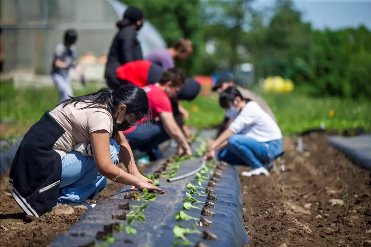 A nonprofit farm in Mass. hopes to address hunger at its root