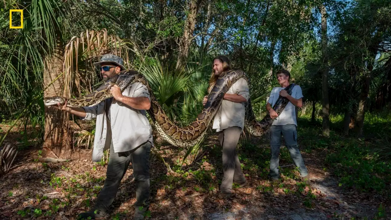 Record-breaking python caught in Florida measured in at 17.7 feet, 215 pounds