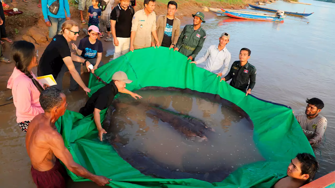 Cambodian fisherman catches world's largest recorded freshwater fish, a 660-pound giant stingray