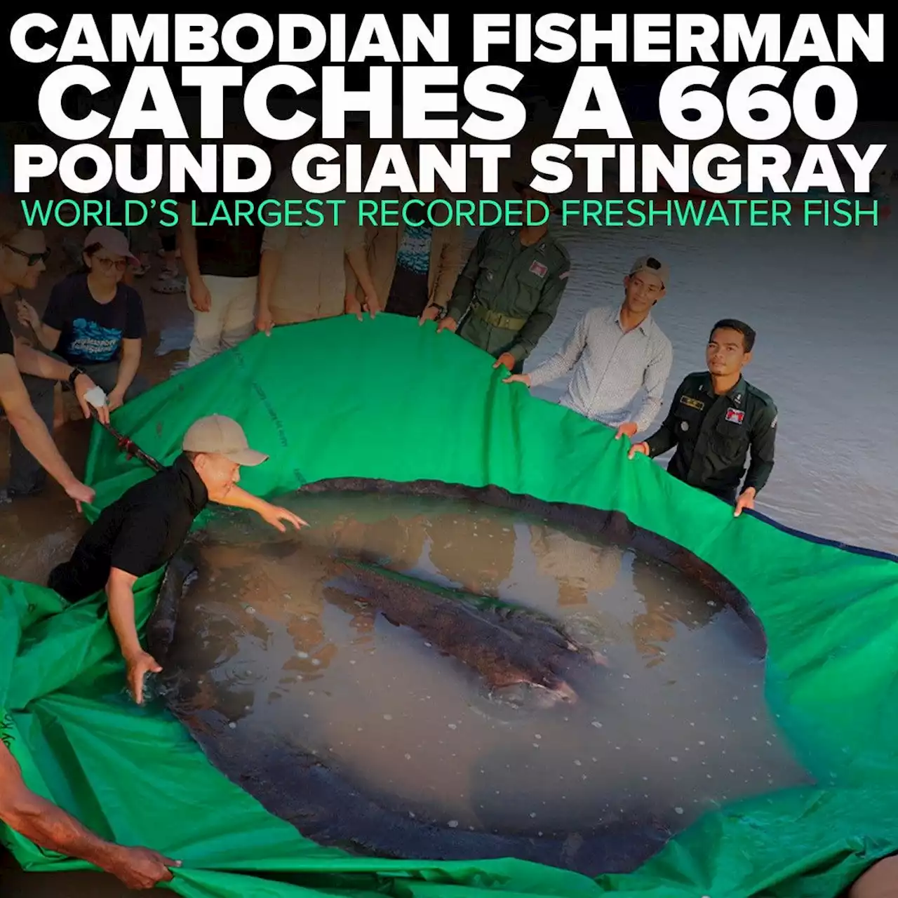 Cambodian fisherman catches world's largest recorded freshwater fish, a 660-pound giant stingray