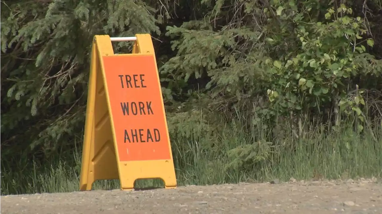 Anchorage is spending millions to take out beetle-killed trees