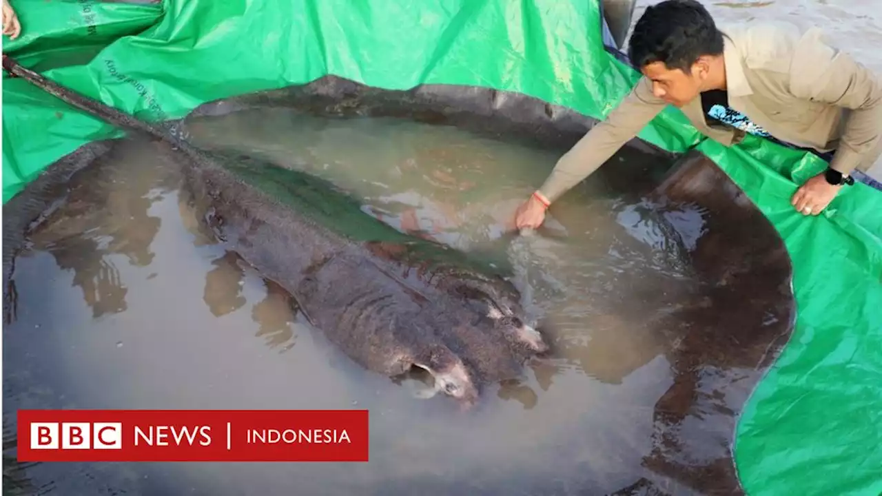 Ikan air tawar terbesar sedunia ditemukan di Kamboja - BBC News Indonesia