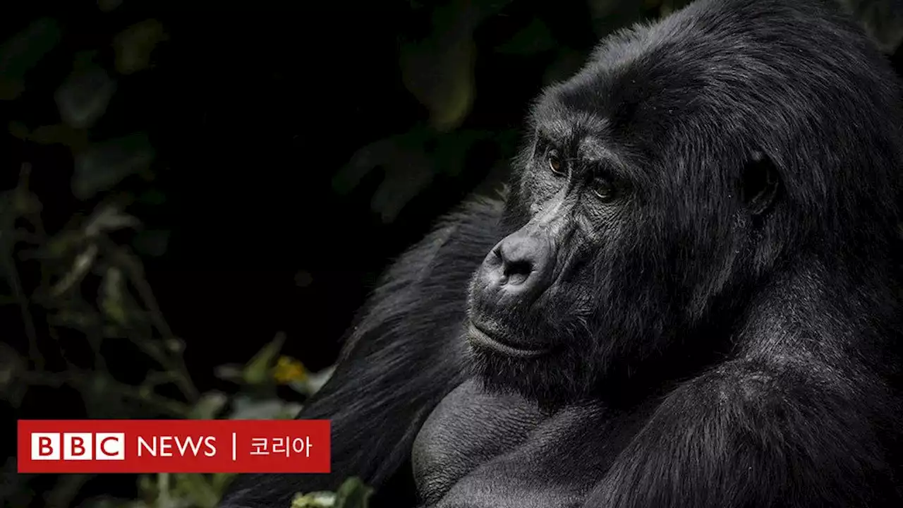 멸종위기 마운틴 고릴라 보존의 성공 비결 - BBC News 코리아