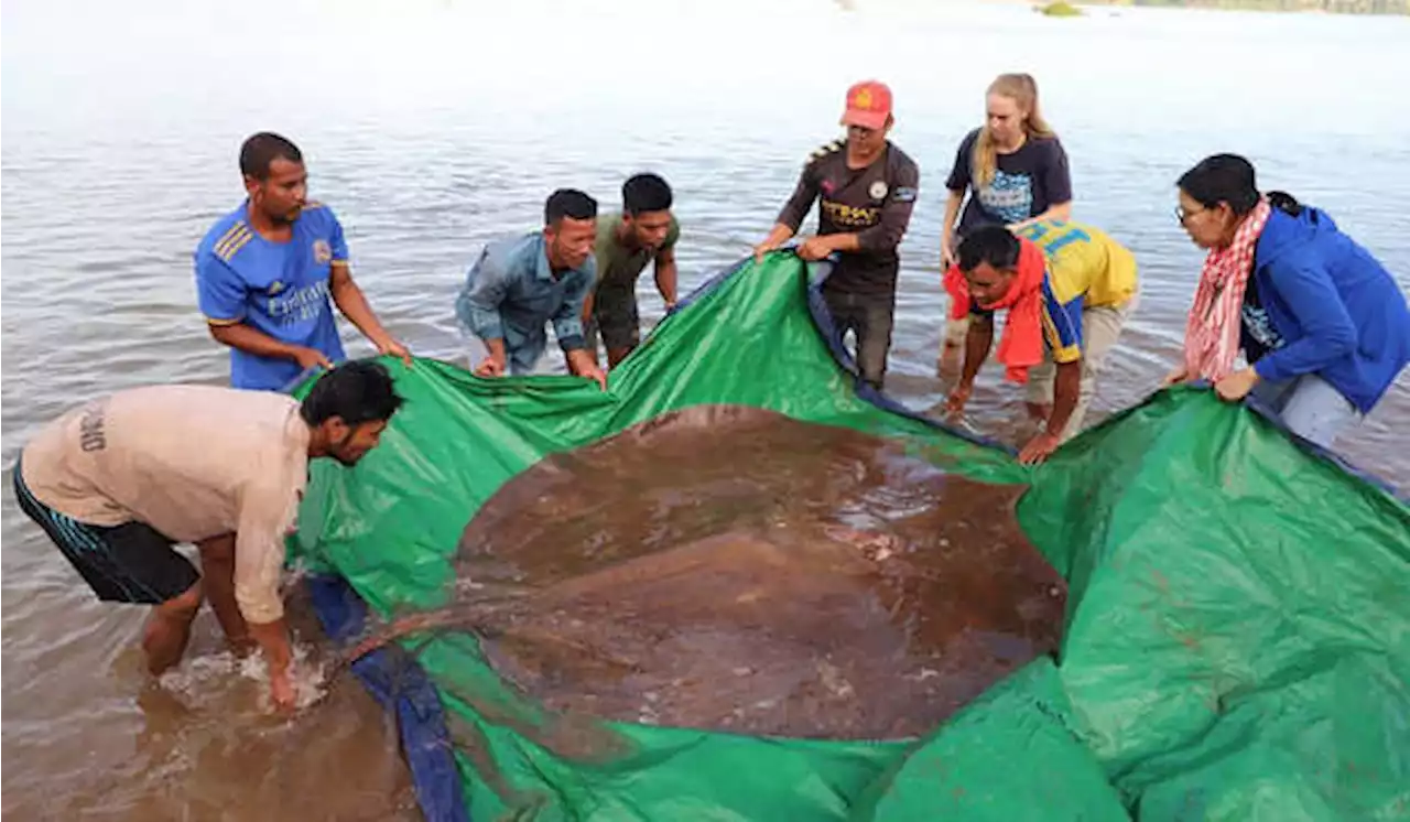 Ikan Pari Raksasa Ditemukan di Sungai Mekong, Kamboja