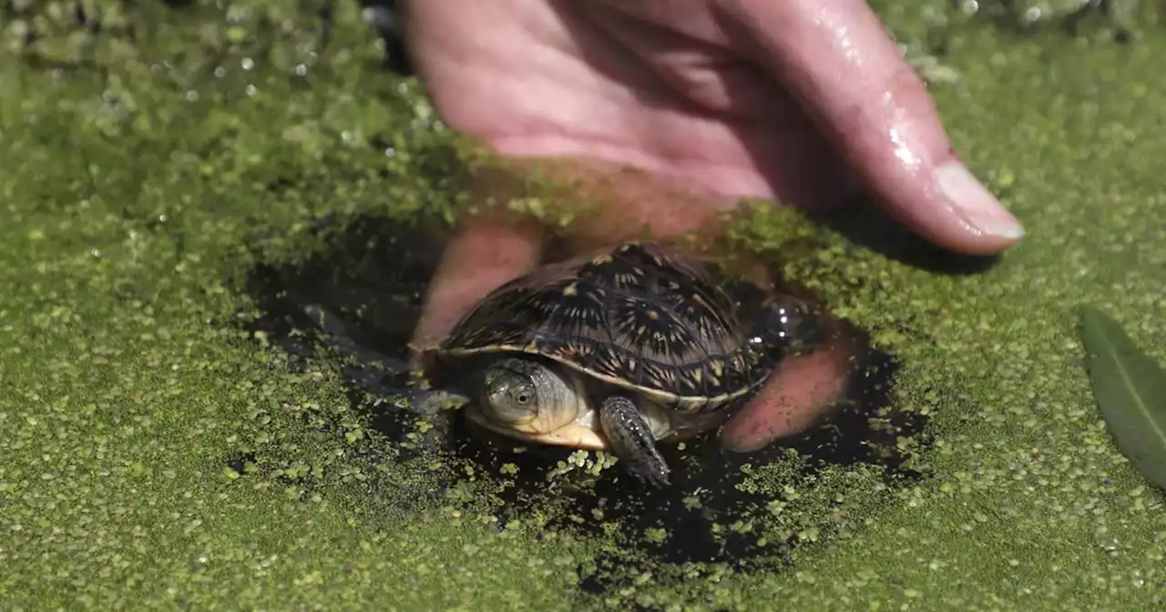 Endangered Blanding’s turtles in Illinois face new threat from fungal disease