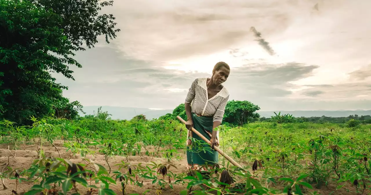 Opinion | The Alliance for a Green Revolution in Africa Is Hurting Farmers, Not Helping