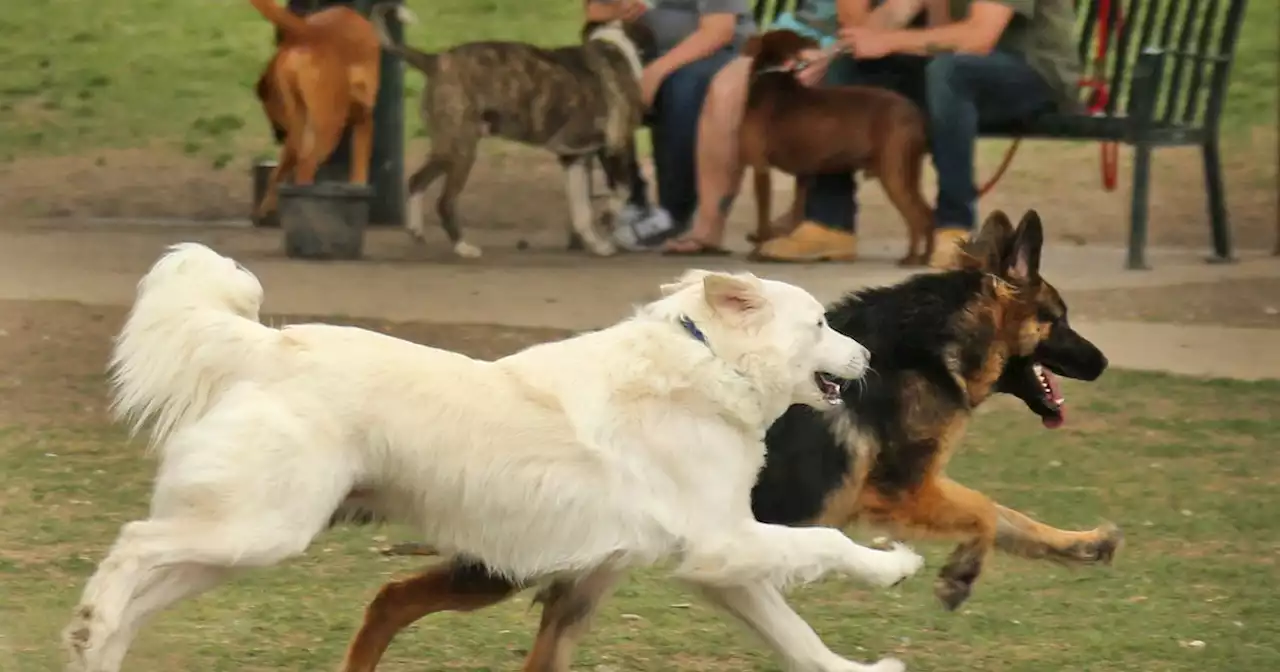 One North Texas city named among best in U.S. for dog parks