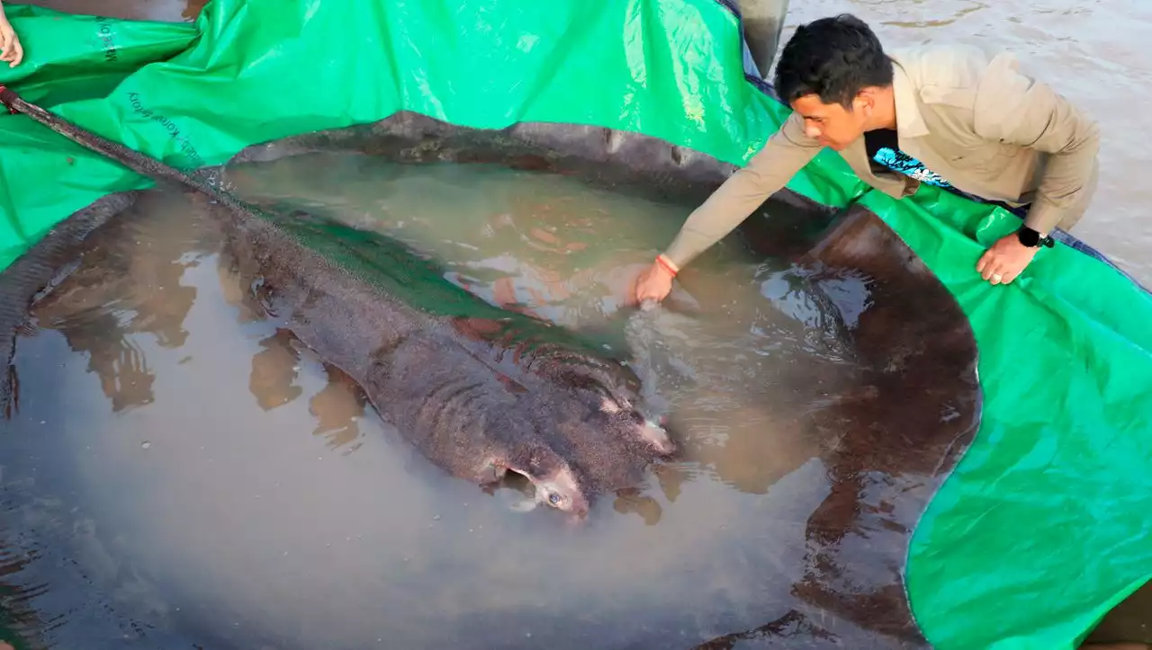 Kambodscha: Fischer fängt wohl größten Süßwasserfisch aller Zeiten