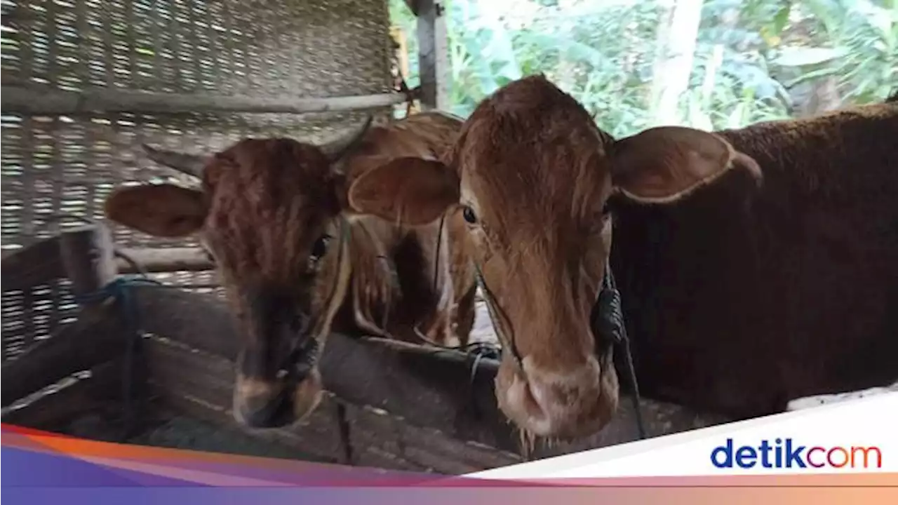 Niat Kurban di Tengah Wabah PMK, Baca Tipsnya di Sini